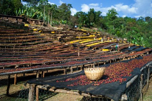 Coffee drying beds in Ethiopia