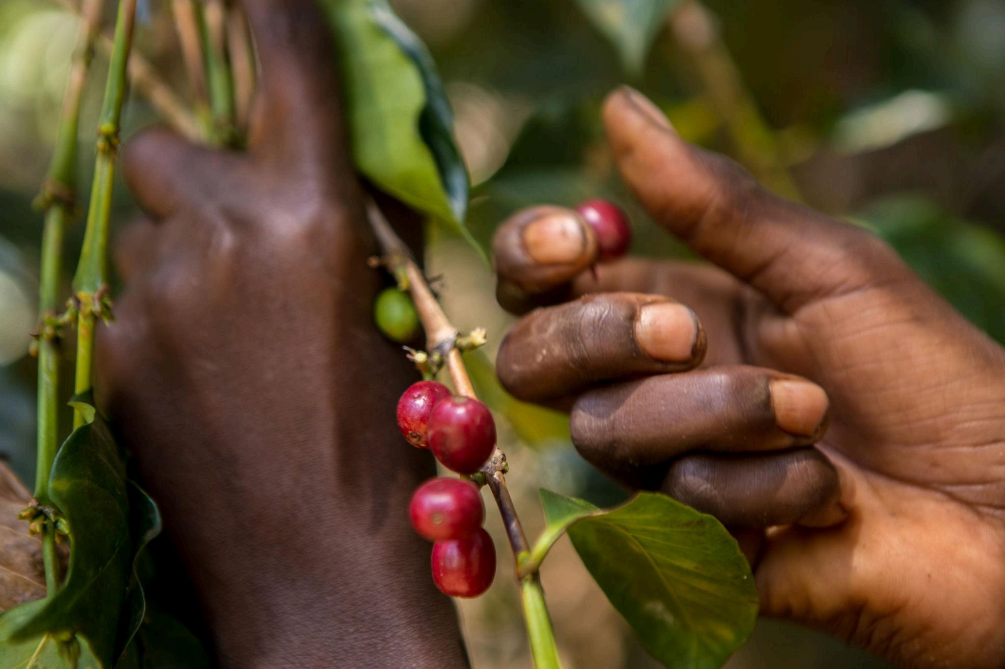 Hands picking coffee cherries