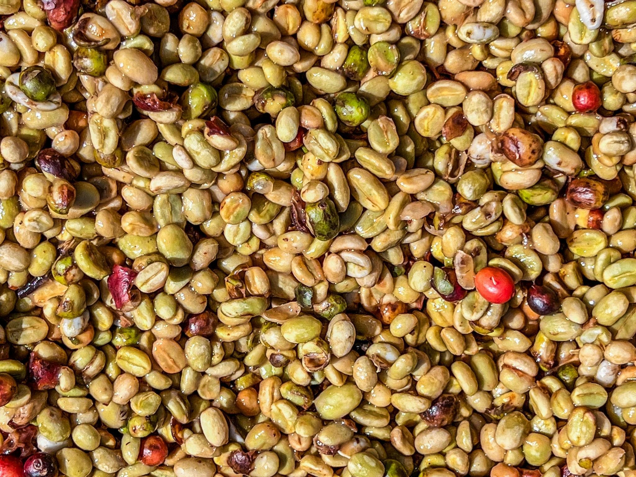 Sidama green coffee beans
