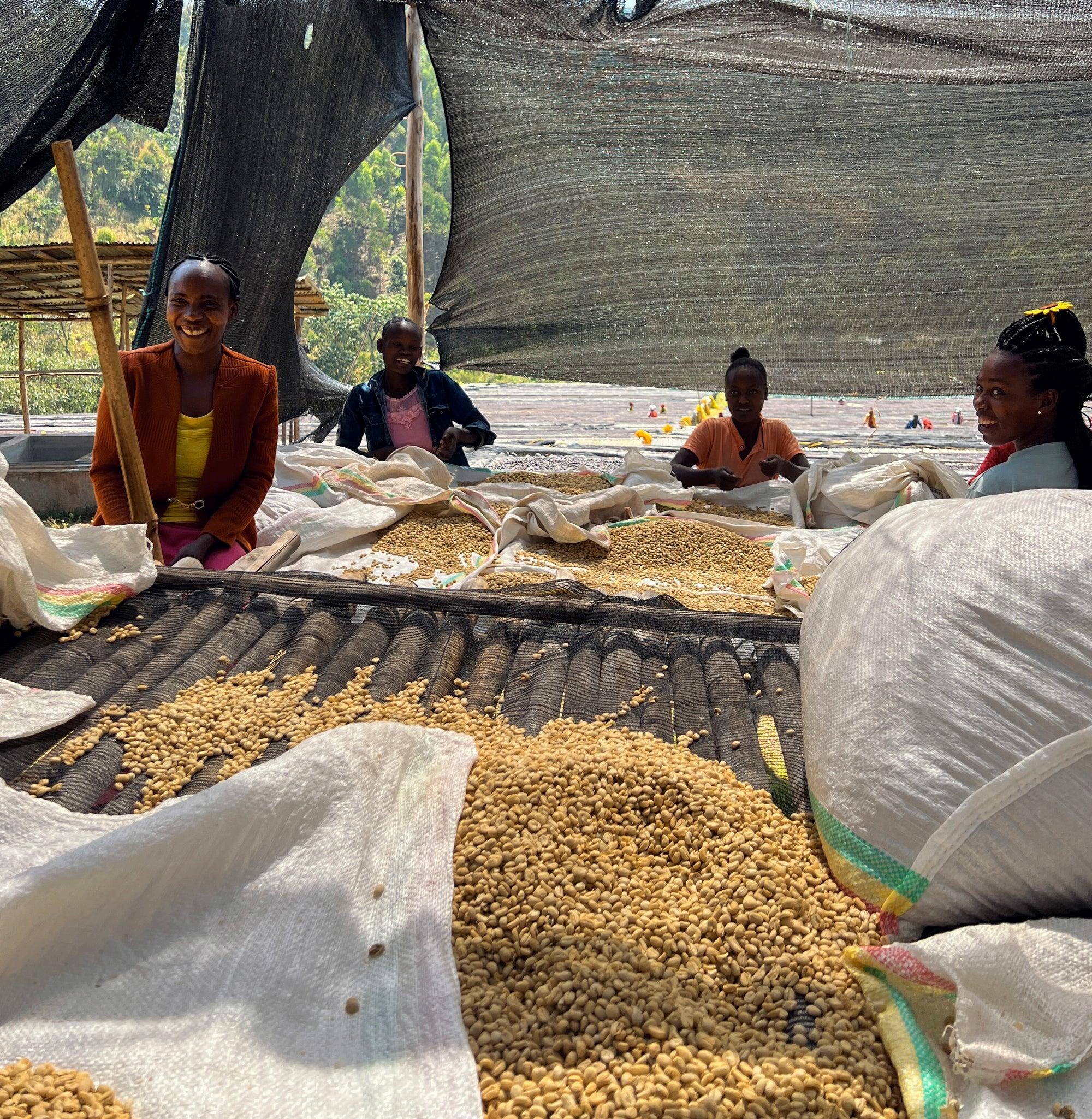 Ethiopian coffee workers sorting beans
